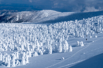 蔵王の樹氷