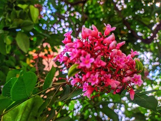 pink flowers in the garden