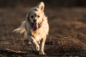 perro corriendo con la lengua afuera