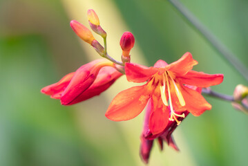公園の野原で一際鮮やかに目立つ赤いヒメオウギズイセンの花