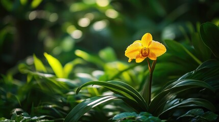 A vibrant yellow orchid standing out in a sea of green leaves, with the sunlight illuminating its petals in a natural garden setting. -