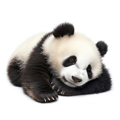 Naklejka premium A panda resting on a Black Friday discount sign, looking sleepy and cute, isolated on white background