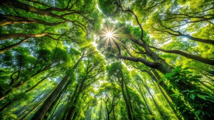 The lush green forest canopy filters sunlight, casting dappled shadows on the forest floor, beneath towering trees that