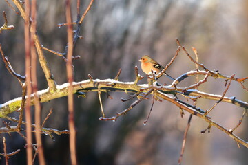snow bird