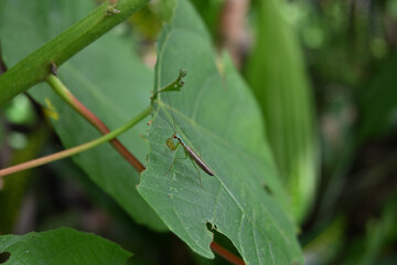 Side view of a tiny, vibrant Praying Mantis insect resting on a Kenda leaf