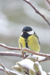 great tit
