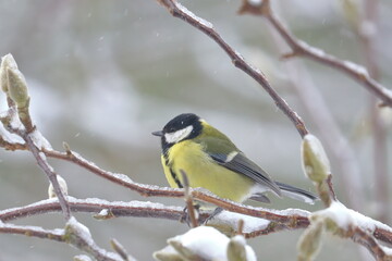 great tit