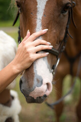 human hand on the horse's face 
