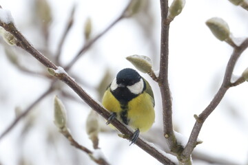 great tit