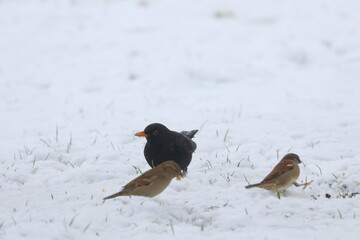 snow bird