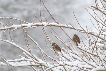 snow bird