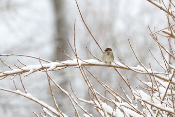 snow bird
