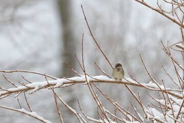 snow bird