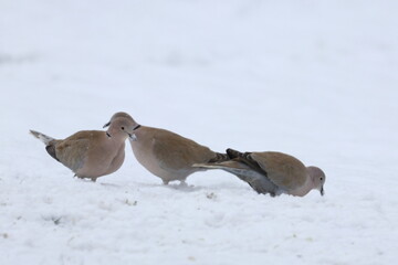 Fototapeta premium snow bird