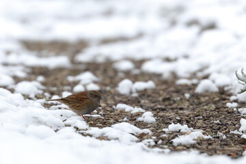 snow bird