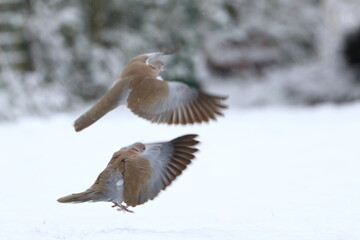 snow bird