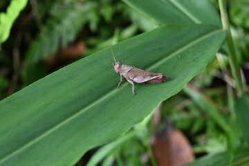 A brown colored spur throat grasshopper is sitting on top of a green leaf