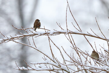 winter garden bird