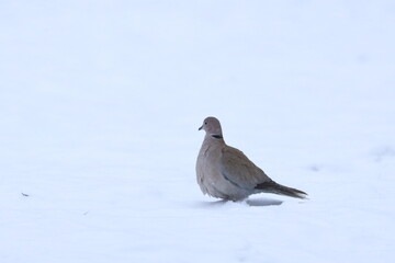 winter garden bird