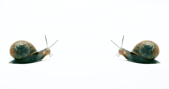Whimsical garden snails in mirror image close up isolated on white copy space. Lots of head movement and stretching. High quality 4k footage