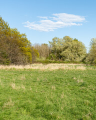 Obraz premium wild field meadow and grove on the outskirts of the city abandoned park spring background with copy-space