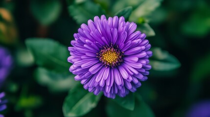 Obraz premium A close-up of a purple aster flower in full bloom, its petals soft and velvety, surrounded by green leaves