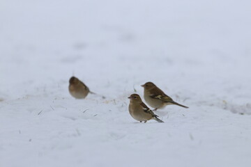 snow bird