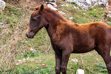 a horse is walking in a field with a sky background