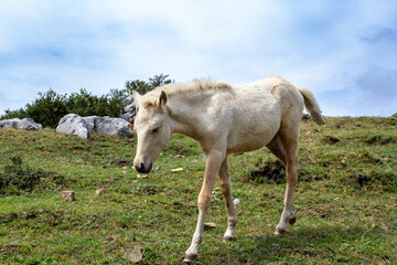 a horse is walking in a field with a sky background