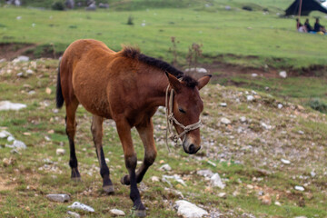 a horse is walking in a field with a sky background