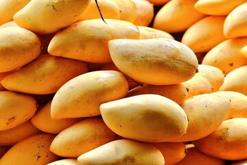 A bunch of ripe, appetising, thai mangoes laid out on the counter for sale.