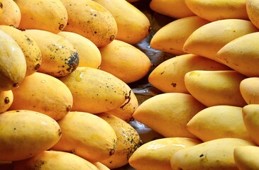 A bunch of ripe, appetising, thai mangoes laid out on the counter for sale.