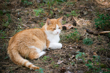 cat in the garden