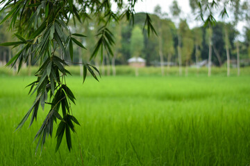 Bamboo leaf laying down green paddy field in background