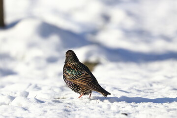 winter garden bird