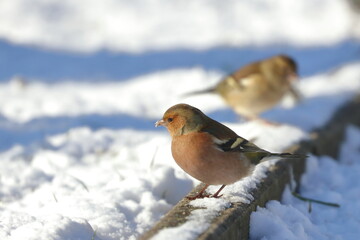 winter garden bird