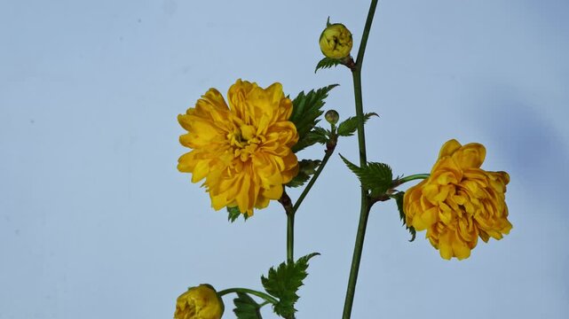 Double-petaled kerria japonica blossom time-lapse photography