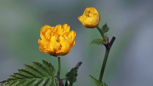 Double-petaled kerria japonica blossom time-lapse photography