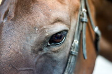 horse head close up