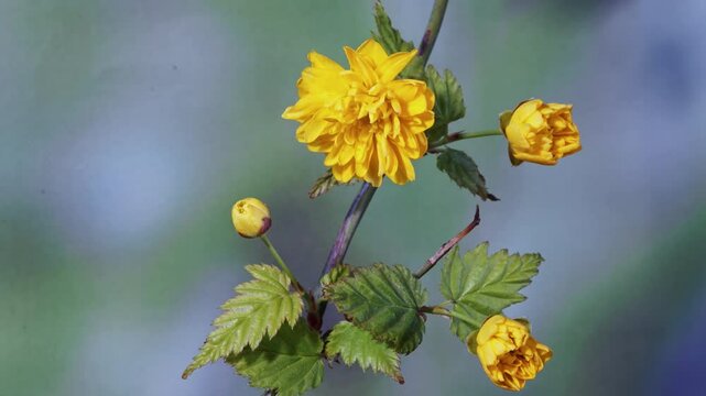 Double-petaled kerria japonica blossom time-lapse photography