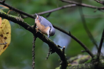 nuthatch