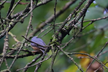 nuthatch
