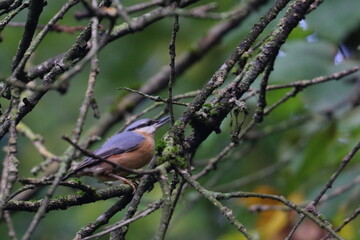 nuthatch