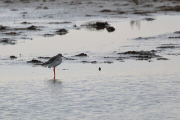 redshank