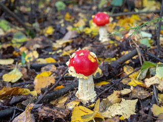 Red fly agaric. Poisonous inedible mushroom. Close-up of toadstool mushroom. Amanita muscaria.