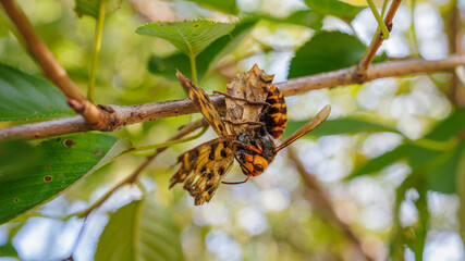 A giant hornet is preying on a butterfly.