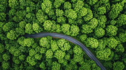 Aerial view of a winding road cutting through lush green trees, showcasing a vibrant forest landscape.
