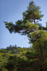 On the ridge grows a pine tree with crooked branches.