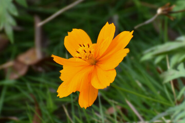 yellow flower in the garden