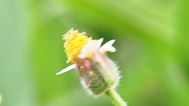 Gletang (Tridax procumbens) is a type of plant that is often found wild as a weed, a member of the Asteraceae family. Macro video.